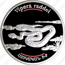 100 драмов 2007, гадюка Радде