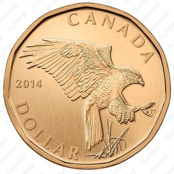 1 доллар 2014, Железистый ястреб [Канада] - Реверс